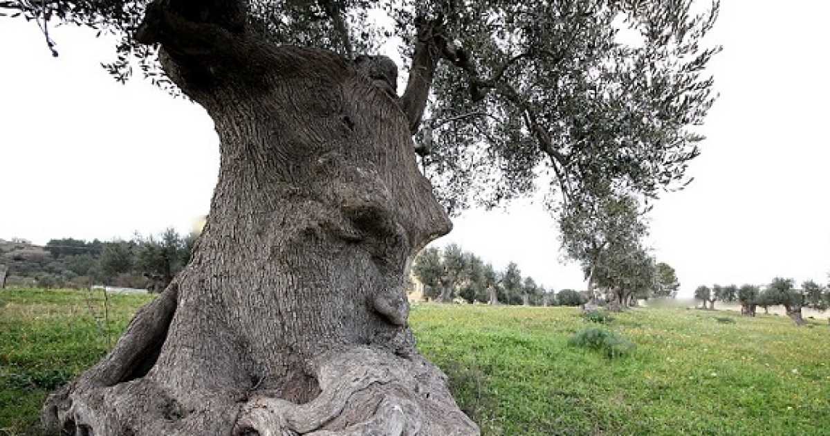 "Ulivo pensante": ecco la fotogallery del tesoro nascosto nelle campagne di Ginosa